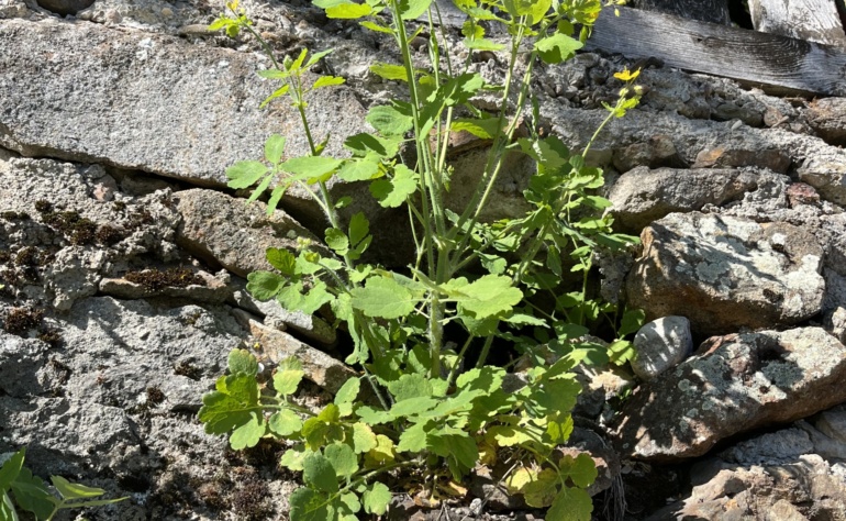 Schöllkraut Pflanze